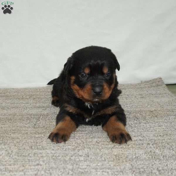 Max, Rottweiler Puppy